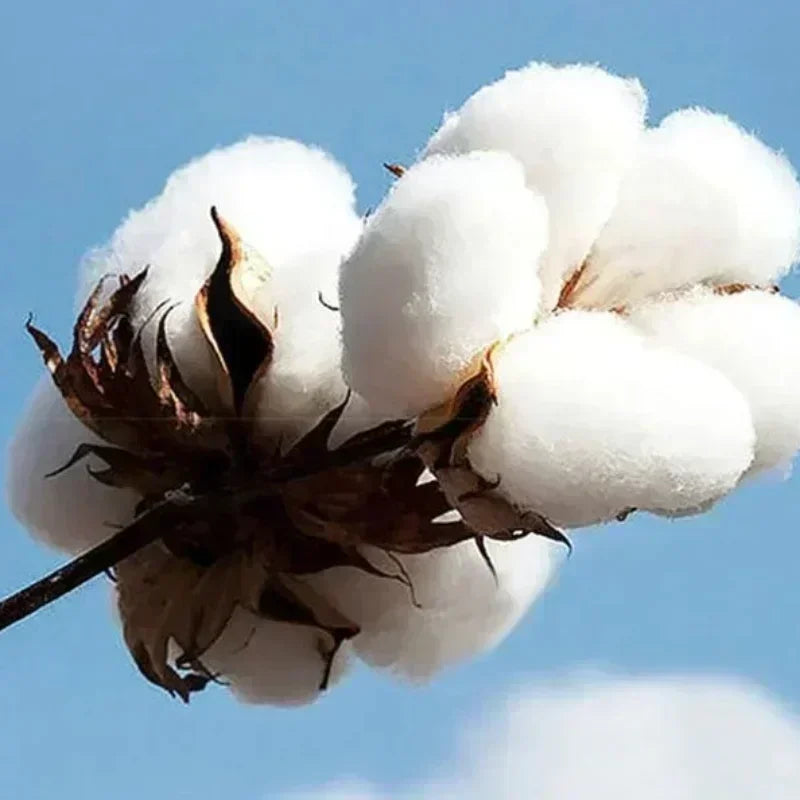 Women TShirt Satire Shirt New Satire Clothing